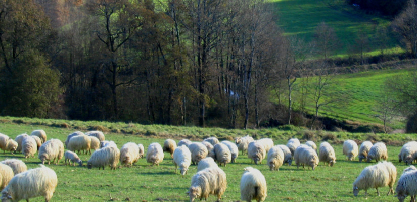 pastoralisme